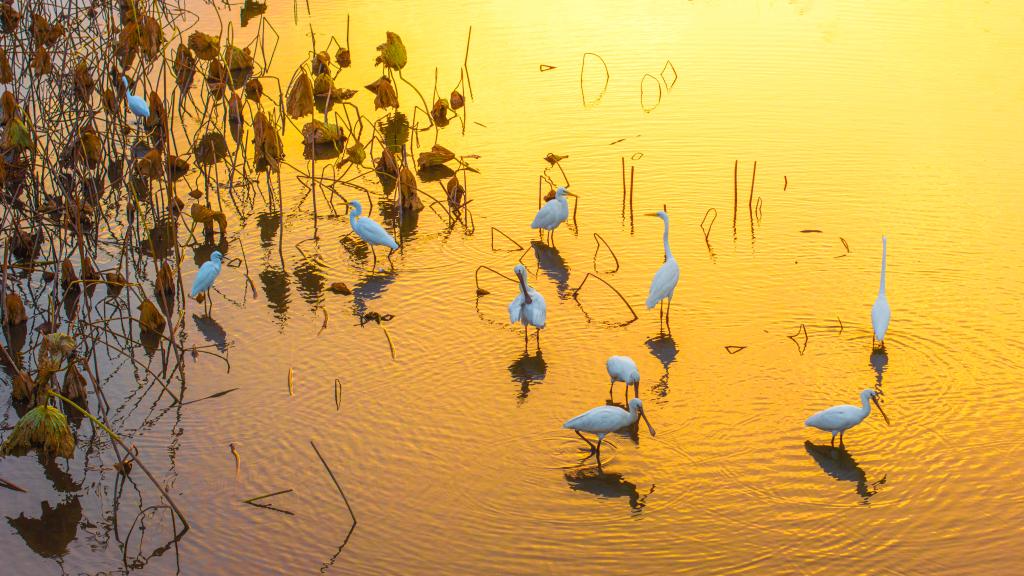 Paysage hivernal en Chine