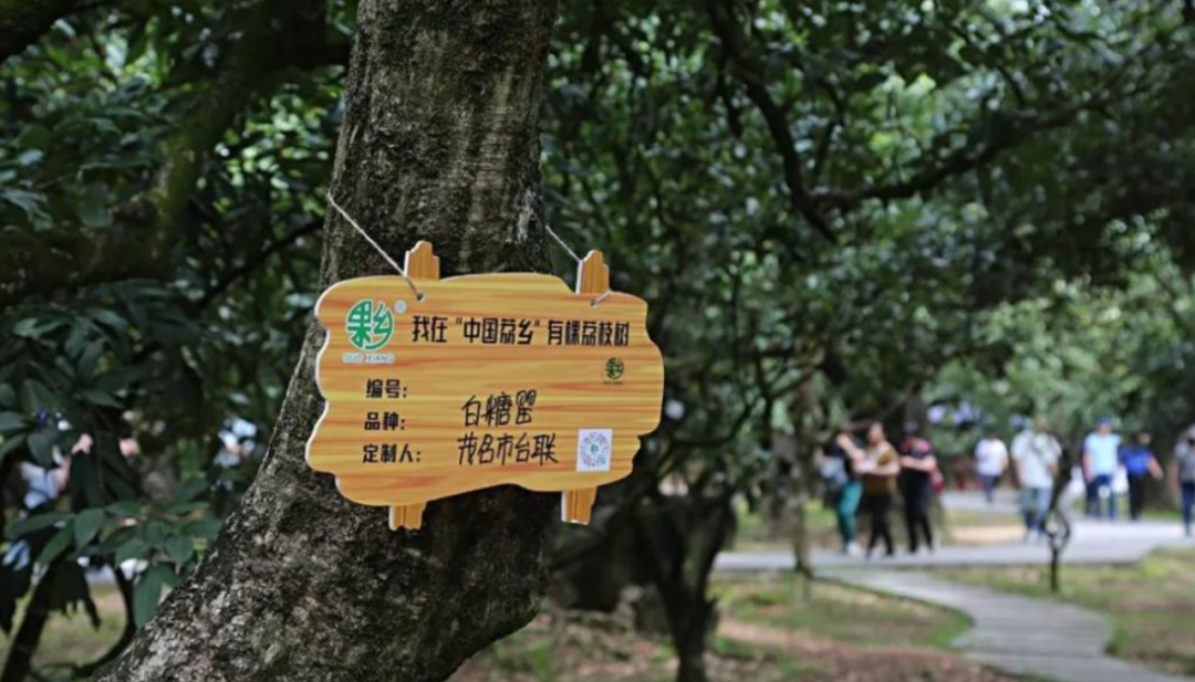 △荔枝园内荔枝树上挂着预定牌 图片来源：茂名发布