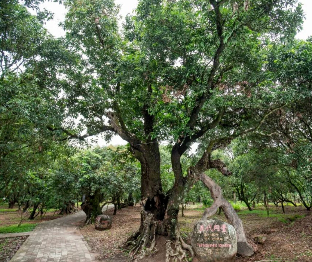 △荔枝树“五代同堂”，树龄约1300年。