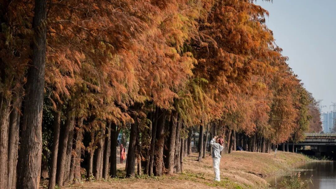 In pics | Discover spring in swamp cypress forest in Huangge, Nansha