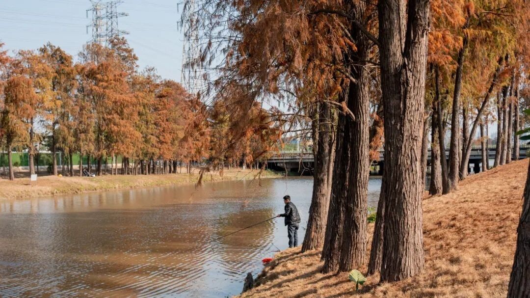 In pics | Discover spring in swamp cypress forest in Huangge, Nansha