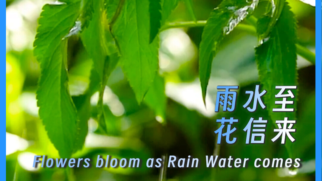 Flowers bloom as Rain Water comes