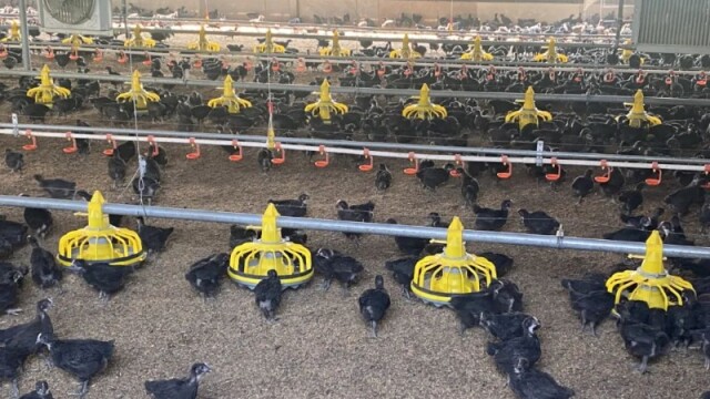 聚焦“百千万工程”丨温氏股份给全体合作农户买保险 为农户撑起保护伞