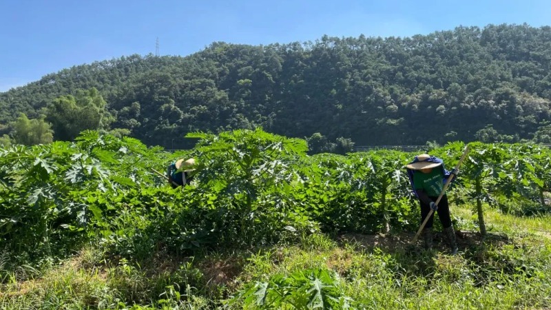 镇出发丨新兴簕竹镇：78亩撂荒地种上水果木瓜 助农增收“顶呱呱”