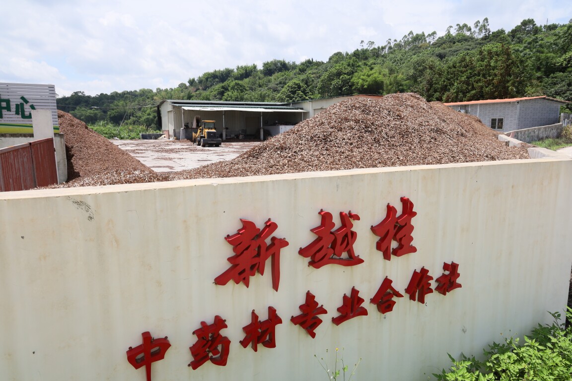镇出发丨罗定连州：延伸产业链条 助力村民增收