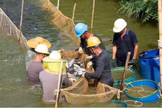 镇出发丨云城区腰古镇首批“白金丰产鲫”起网