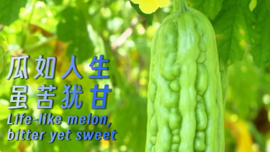 Life-like melon, bitter yet sweet