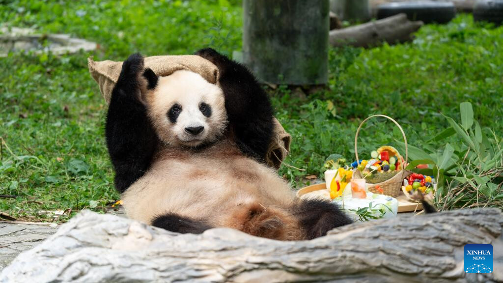 Giant panda birthday season event held in China's Sichuan