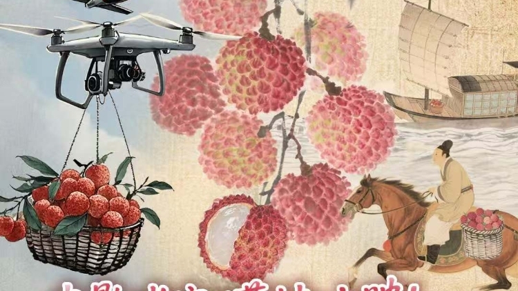电影《长安的荔枝》上映！古今对比，运到长安的荔枝有何不同？