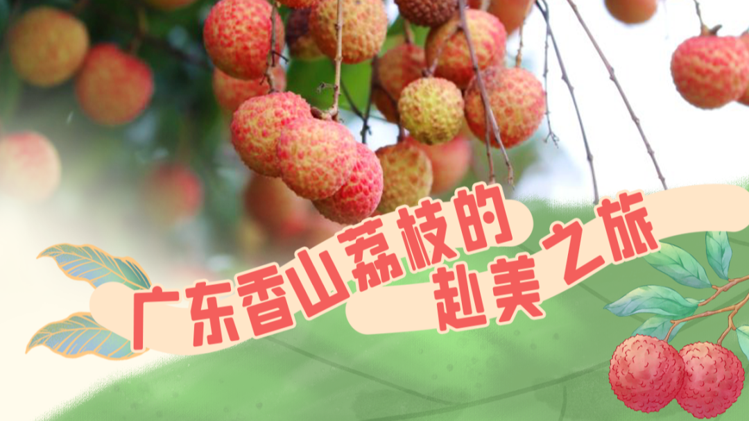 夏威夷首棵荔枝树，珠海人种的！