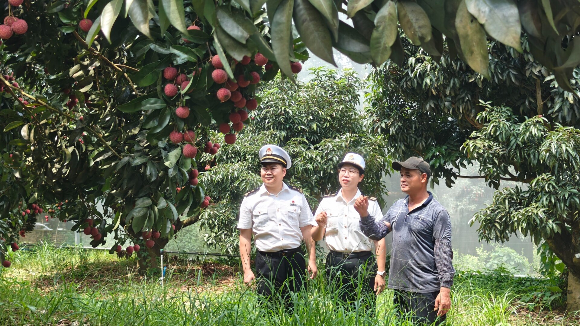 Guangzhou's Conghua exports 1,160 metric tons of lychees worldwide in Q2