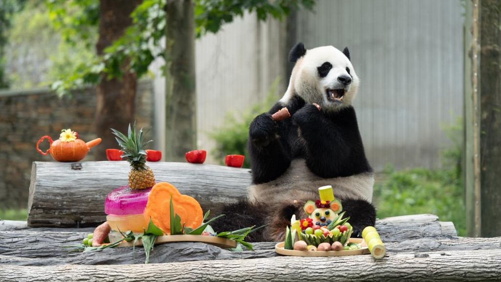 Chine : anniversaires de pandas géants au Sichuan
