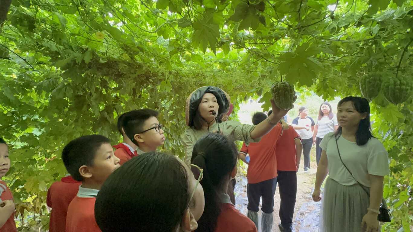 黄梅芳（中）为研学团讲解杜阮凉瓜