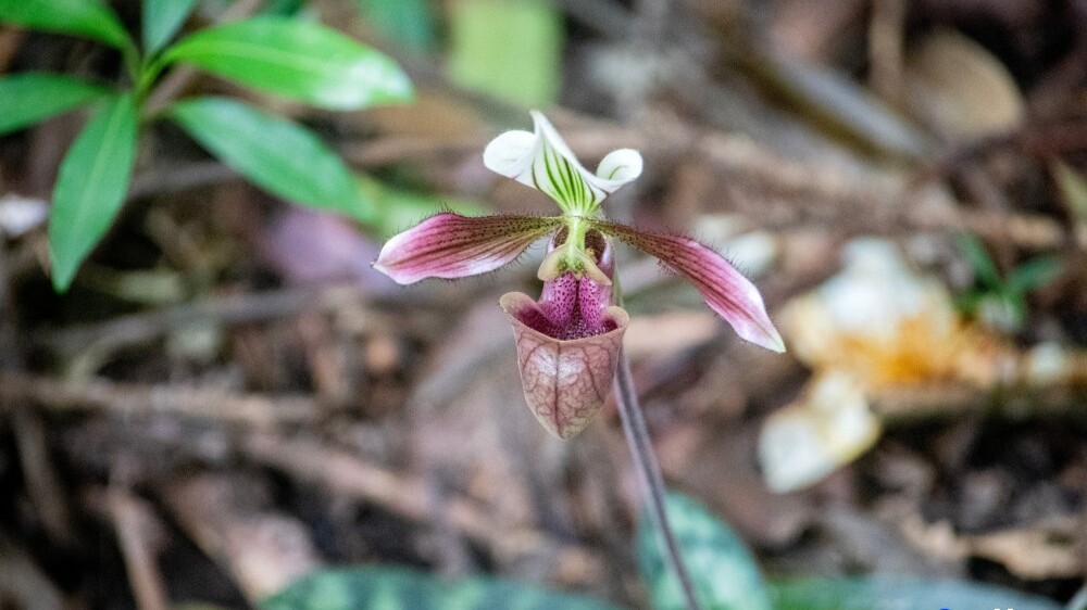 Over 430 purple orchids bloom in Maoming, Guangdong