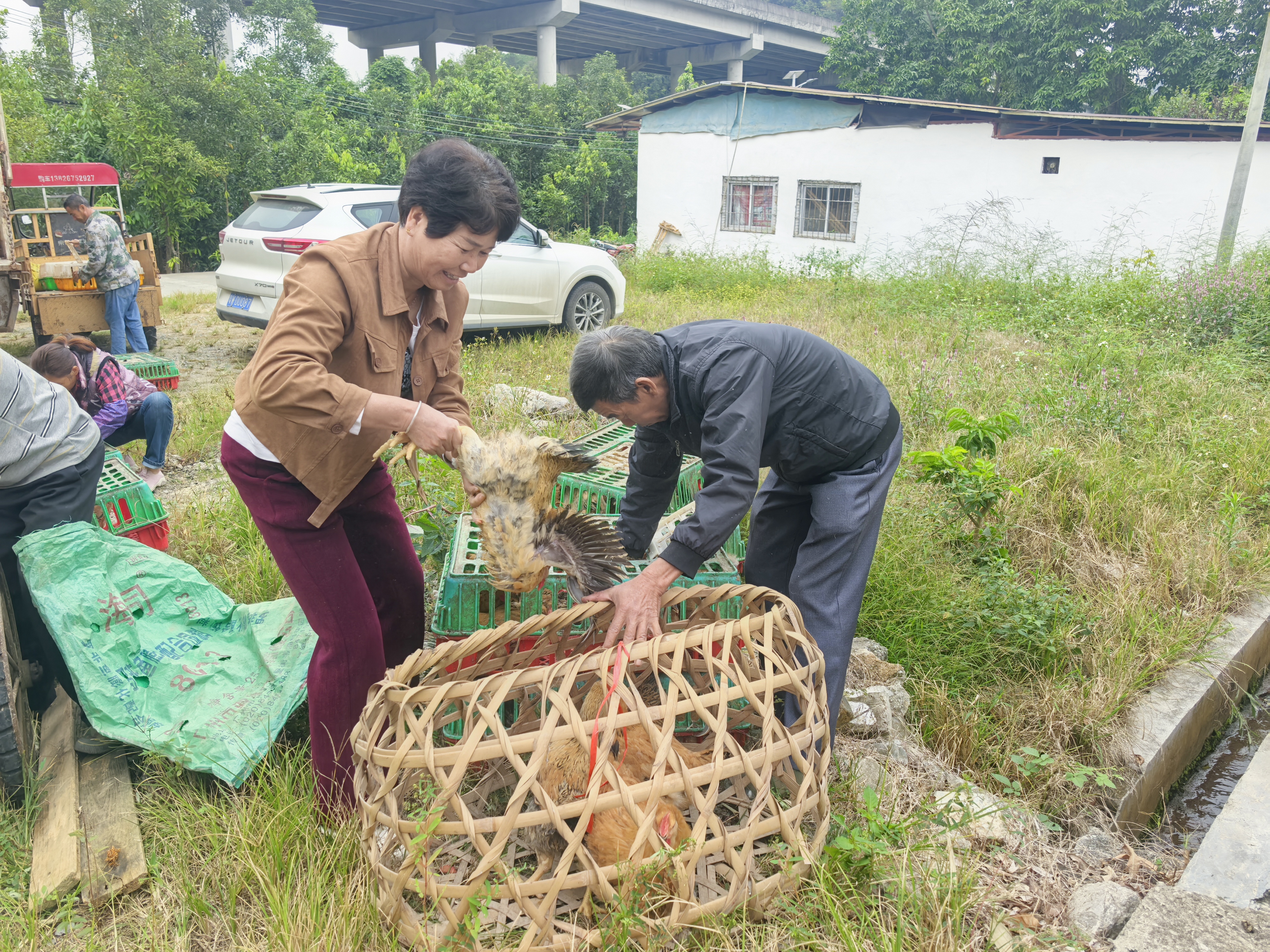 郁南县桂圩镇精准帮扶：鸡苗饲料送上门 庭院养殖促增收‌