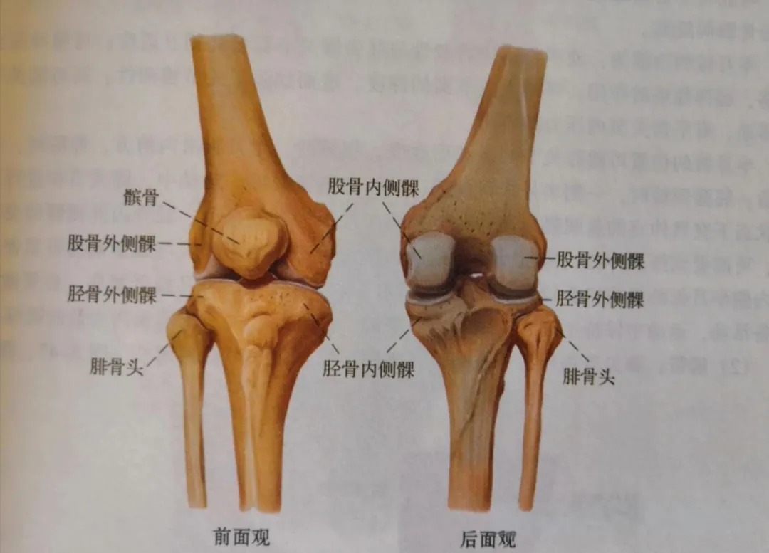 一个动作对膝盖好，简单高效，在家就能做！快试起来