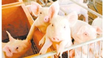 广东禁止生猪二次育肥 规范生猪饲养、屠宰流程 广东禁止生猪二次育肥 规范生猪饲养、屠宰流程