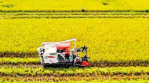 农业农村部:中国粮食产量连续7年稳定在1.3万亿斤以上 农业农村部:中国粮食产量连续7年稳定在1.3万亿斤以上