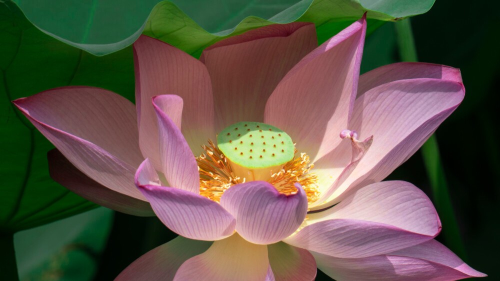 Must-see blossoming lotus flowers in the summer