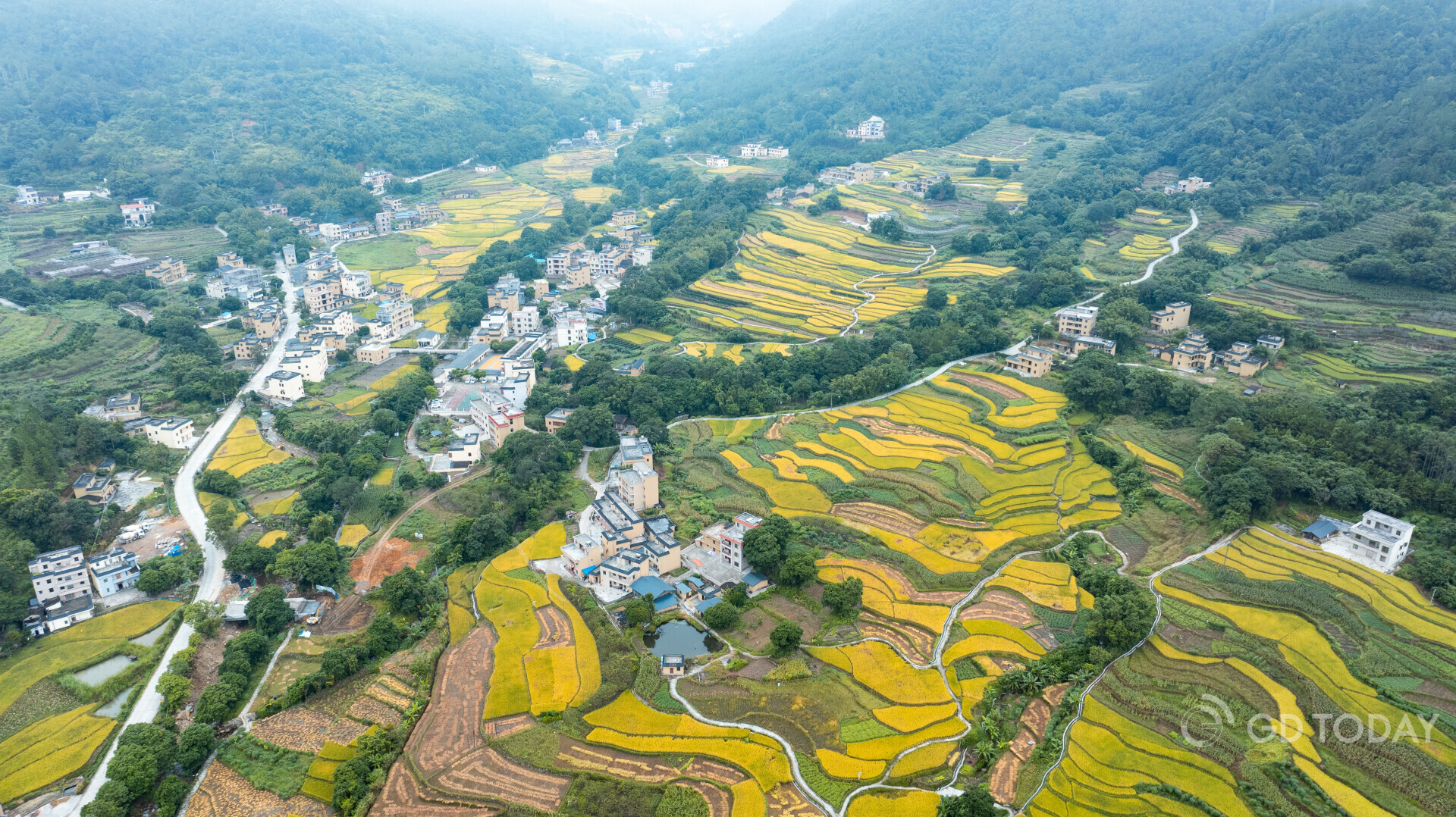 Autumn arrives, and Xinyi terraced fields turn golden