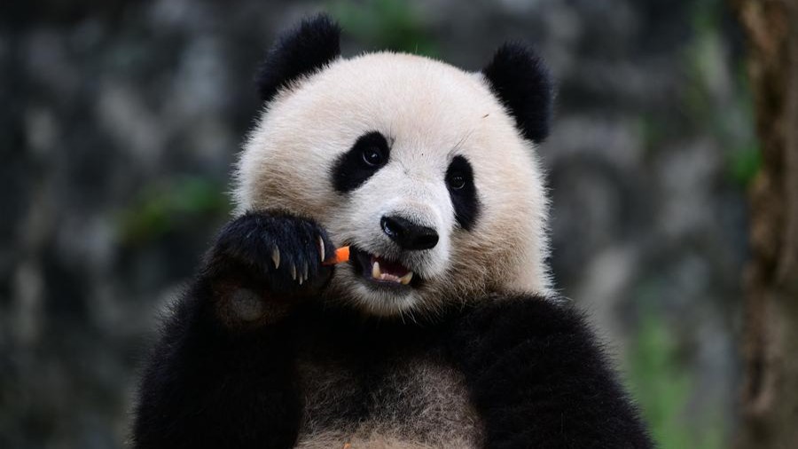 Washington zoo welcomes China's new panda couple