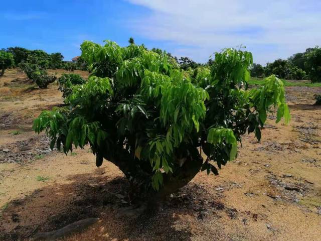 农场果园嫁接换种后的荔枝果树