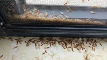 Beware of termite swarms as it gets wet and hot!