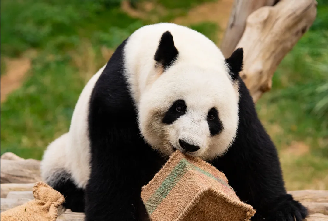 现居香港海洋公园的大熊猫“盈盈”。图源：“中国大熊猫保护研究中心”微信公众号