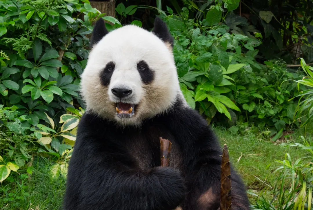 现居香港海洋公园的大熊猫“乐乐”。图源：“中国大熊猫保护研究中心”微信公众号