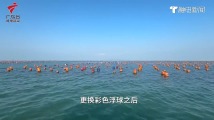 抓牢“彩虹海”流量密码,汕头南澳正构筑“海上牧场”现实图景 | 强信心 稳预期 促发展 抓牢“彩虹海”流量密码,汕头南澳正构筑“海上牧场”现实图景 | 强信心 稳预期 促发展
