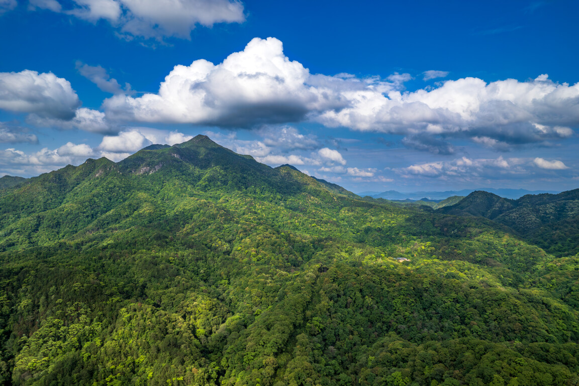 广东车八岭国家级自然保护区(通讯员供图)