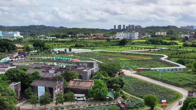 以桂为味，以水为美！台山这条村勾起别样乡愁｜粤来粤好百千万