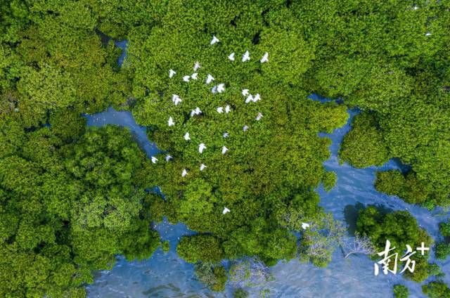 这是位于湛江霞山观海长廊的红树林。南方+记者 肖雄 摄