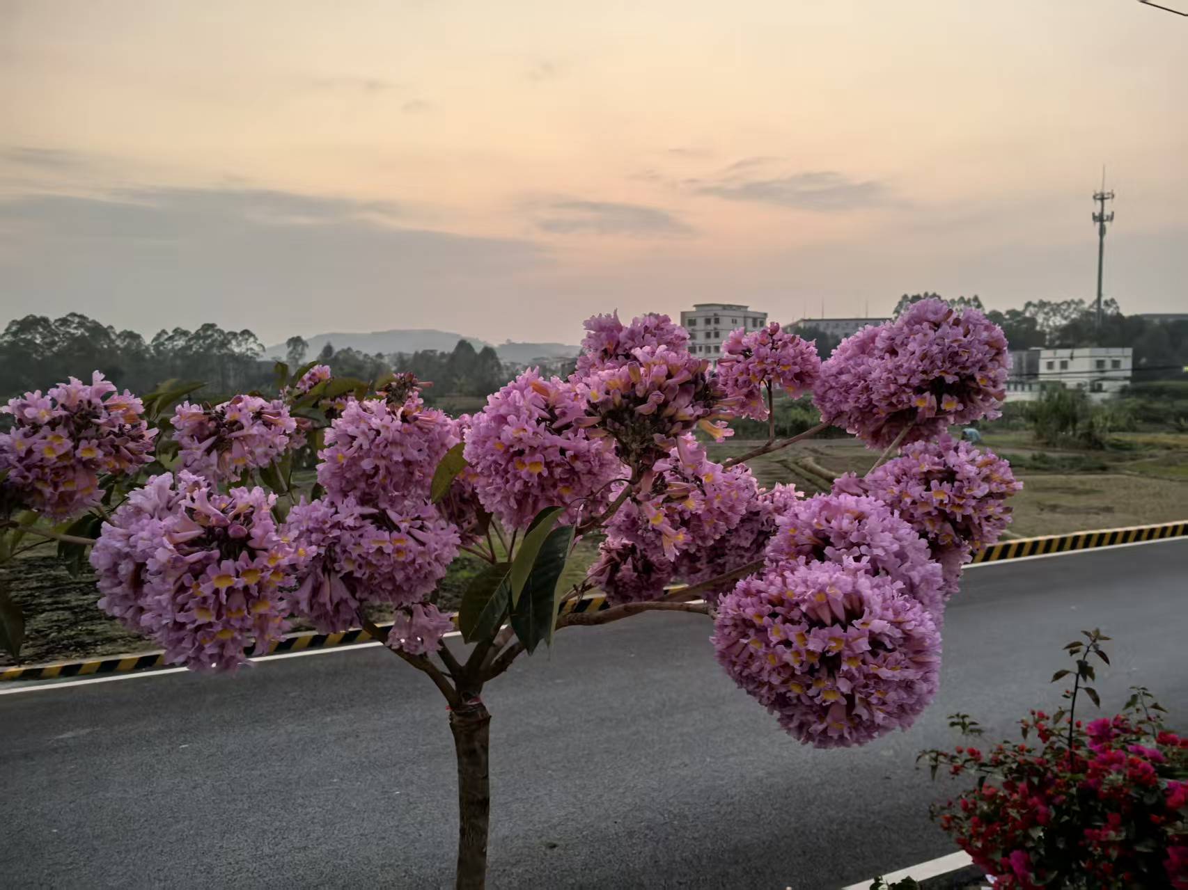 云安都杨官坑村：红花风铃“锦上添花” 绘就乡村振兴新画卷