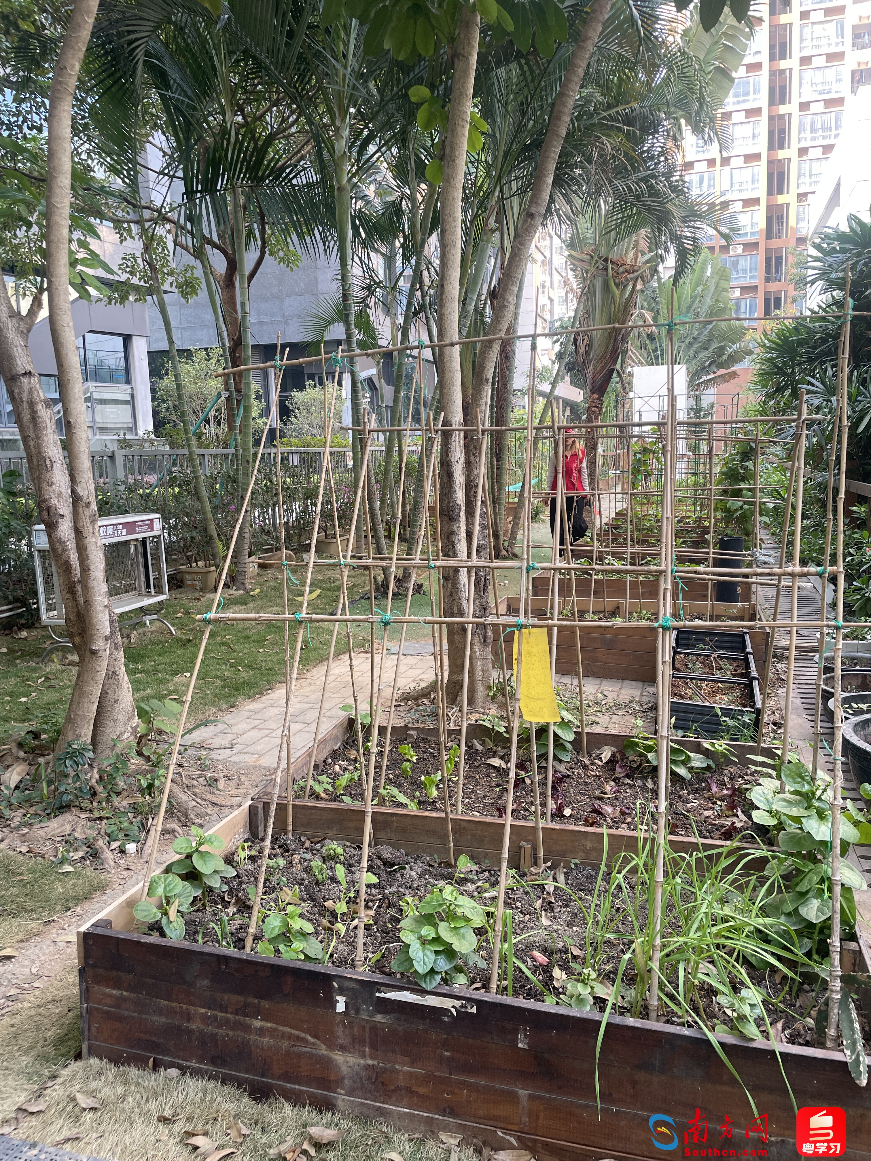 龙海家园的小菜园，志愿者正在打理蔬果。