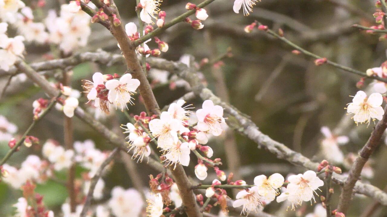美！郁南县建城镇千亩梅林盛放迎客