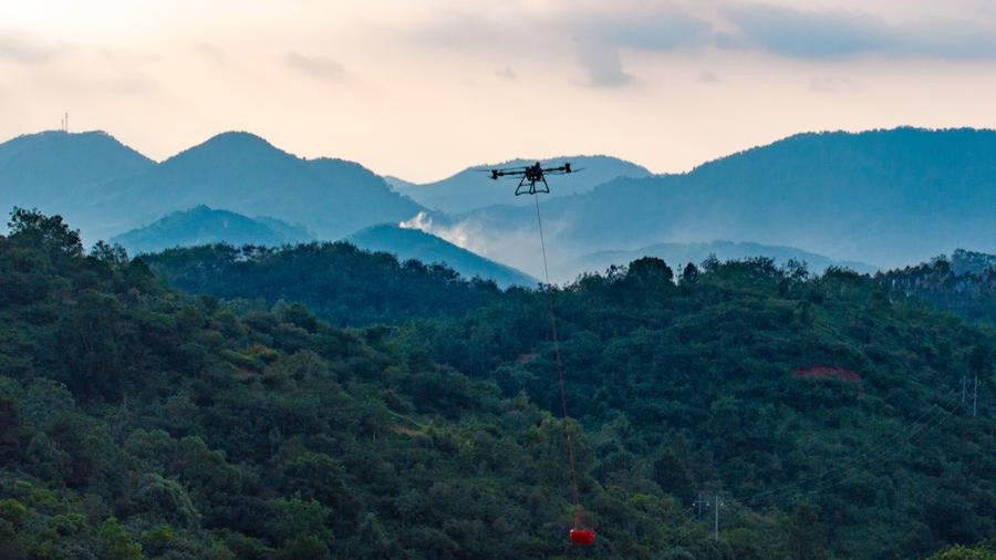 Drone technology adopted in lychee delivery in south China's Guangdong