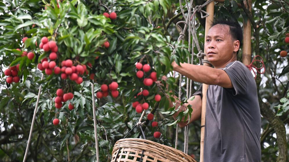 Lychees industry thriving in Maoming, S China