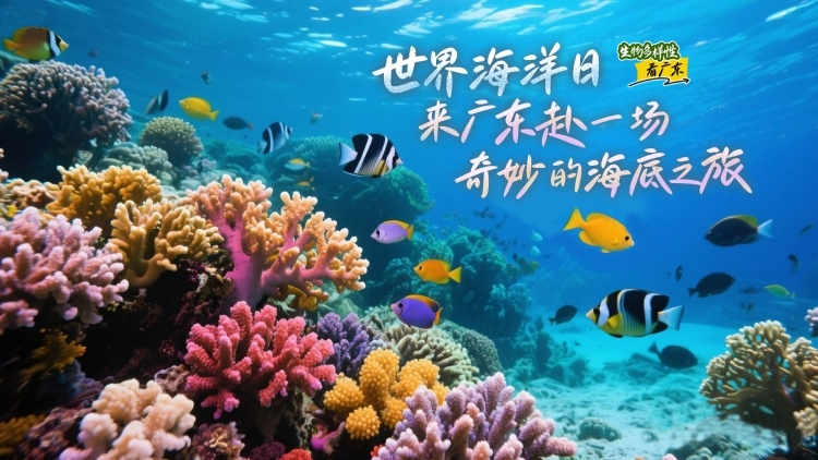 第17个世界海洋日，来广东赴一场奇妙的海洋之约｜生物多样性看广东