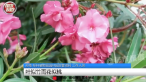 紧急提醒:严重可致命!女孩嘴含这东西拍照后中毒!《甄嬛传》早有“科普”…… 紧急提醒:严重可致命!女孩嘴含这东西拍照后中毒!《甄嬛传》早有“科普”……