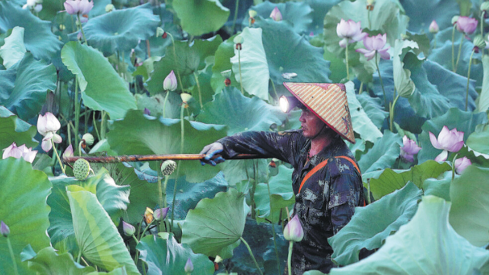 Green agriculture efforts bearing fruit