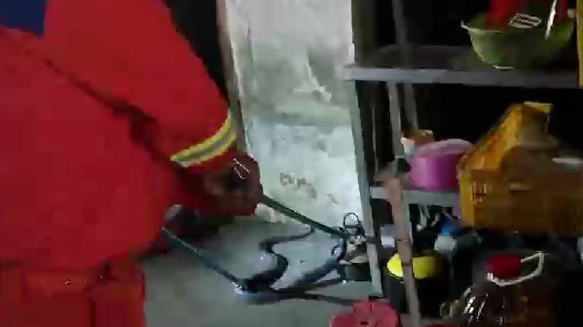 事发惠州！2米长眼镜蛇潜入鸡场，消防员一招制“敌”