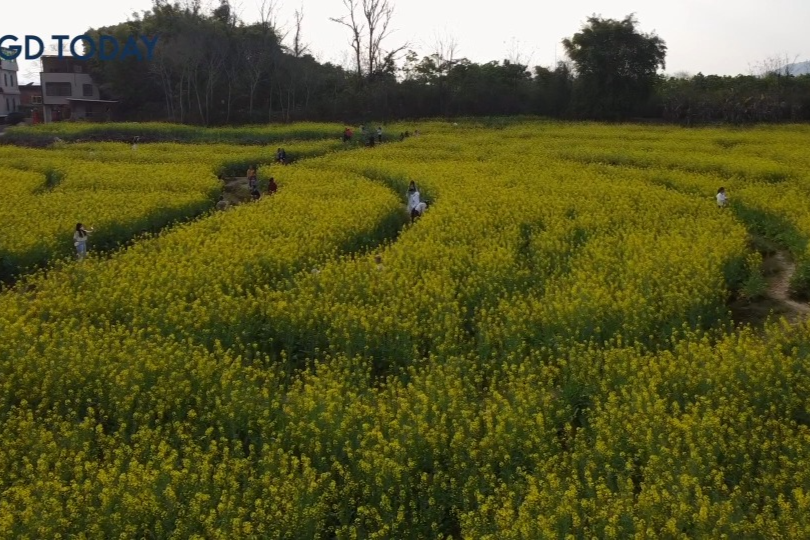 Enjoy golden seas of rapeseed flowers in Meizhou this February
