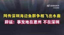 深圳海边鱼群争相飞出水面?辟谣! 深圳海边鱼群争相飞出水面?辟谣!