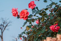 Hengqin Flower Corridor awash with vibrant spring roses Hengqin Flower Corridor awash with vibrant spring roses