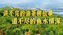 十年两会·温暖记忆|“讲不完的油茶树故事,道不尽的鱼水情深” 十年两会·温暖记忆|“讲不完的油茶树故事,道不尽的鱼水情深”