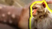 公众该如何预防猴痘?广东疾控发布入境人员防疫提醒 公众该如何预防猴痘?广东疾控发布入境人员防疫提醒
