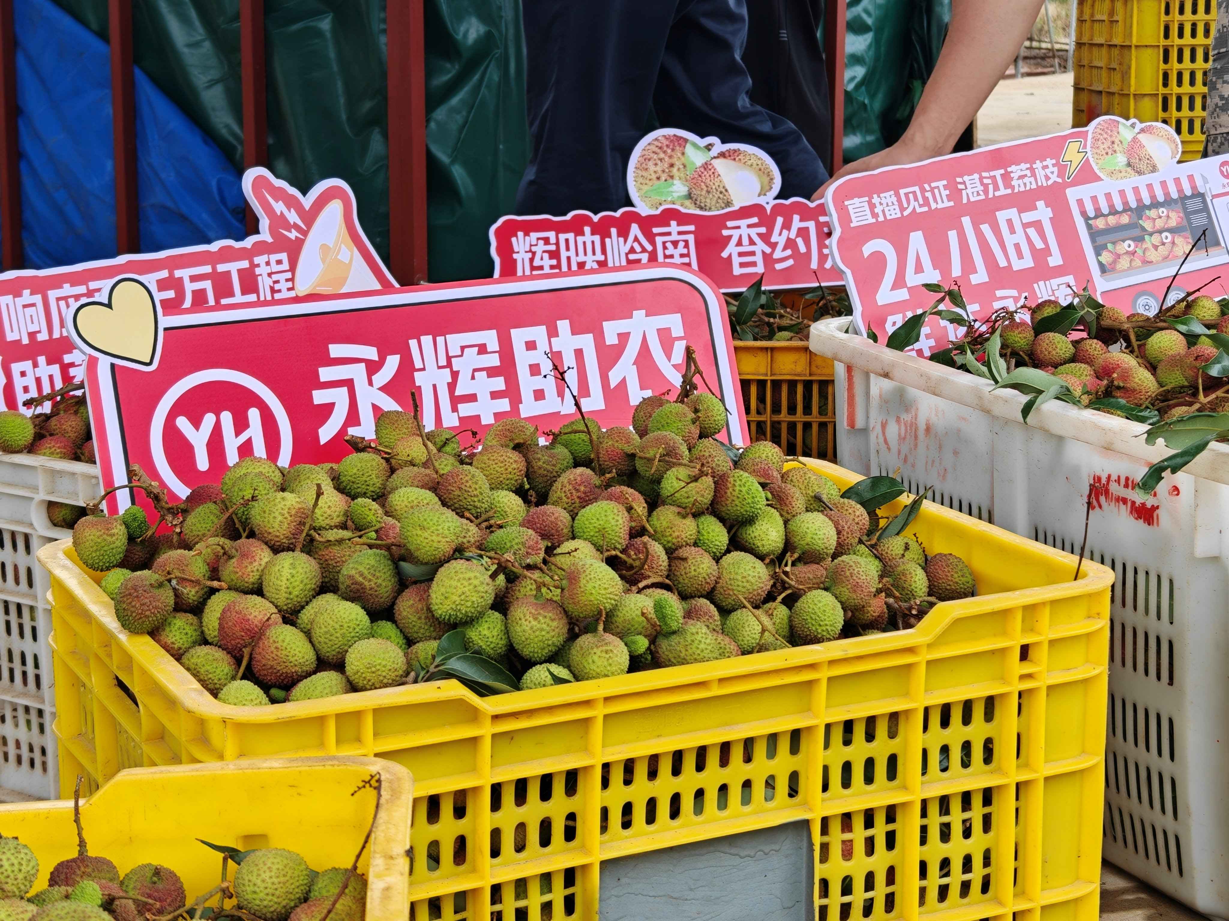 5月28日新鲜采摘的湛江荔枝，即将运往永辉超市门店