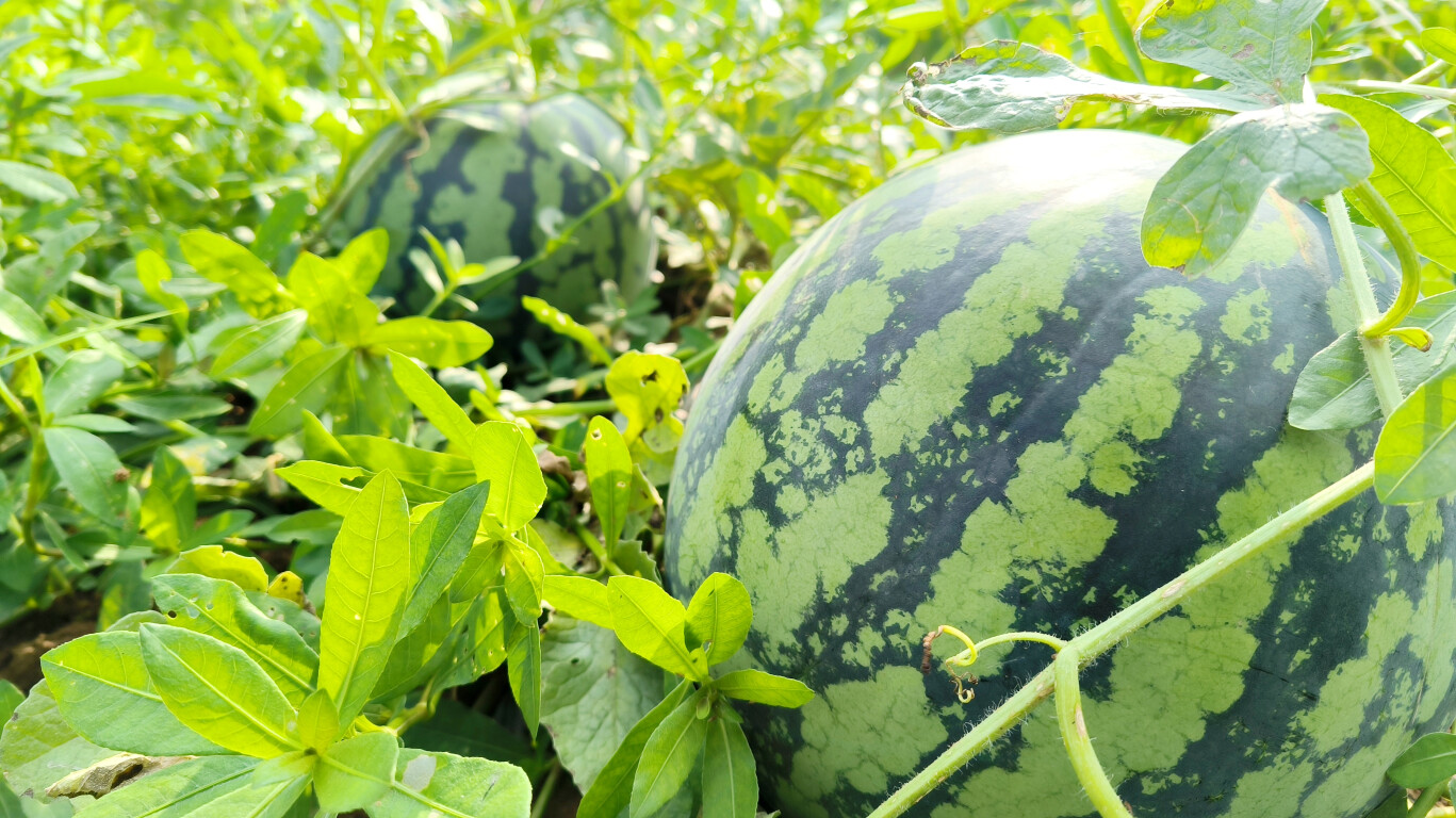 云安白石西瓜迎丰收 邀你共启夏日“甜蜜模式”