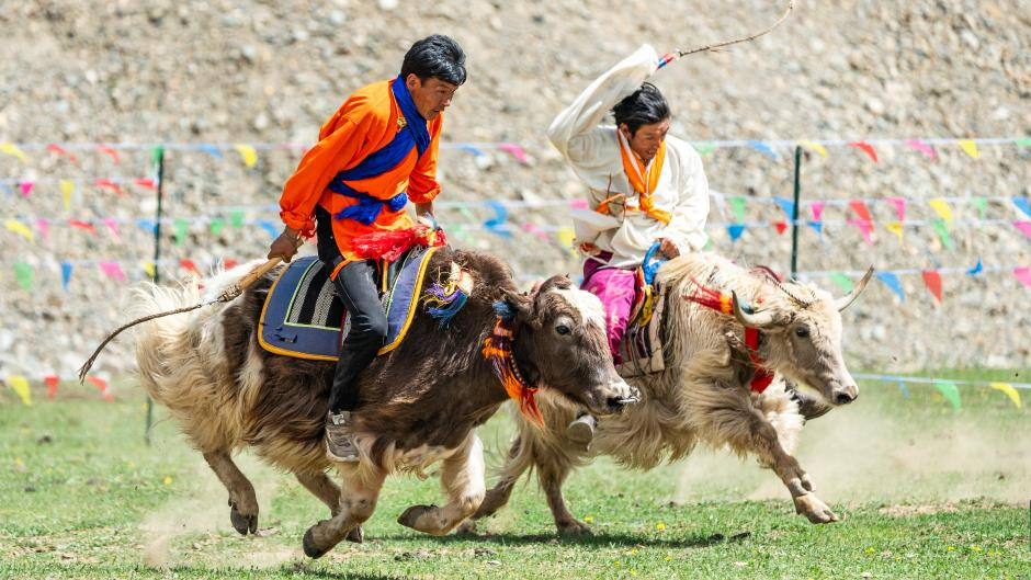 In pics: traditional yak racing in Lhasa, China's Xizang